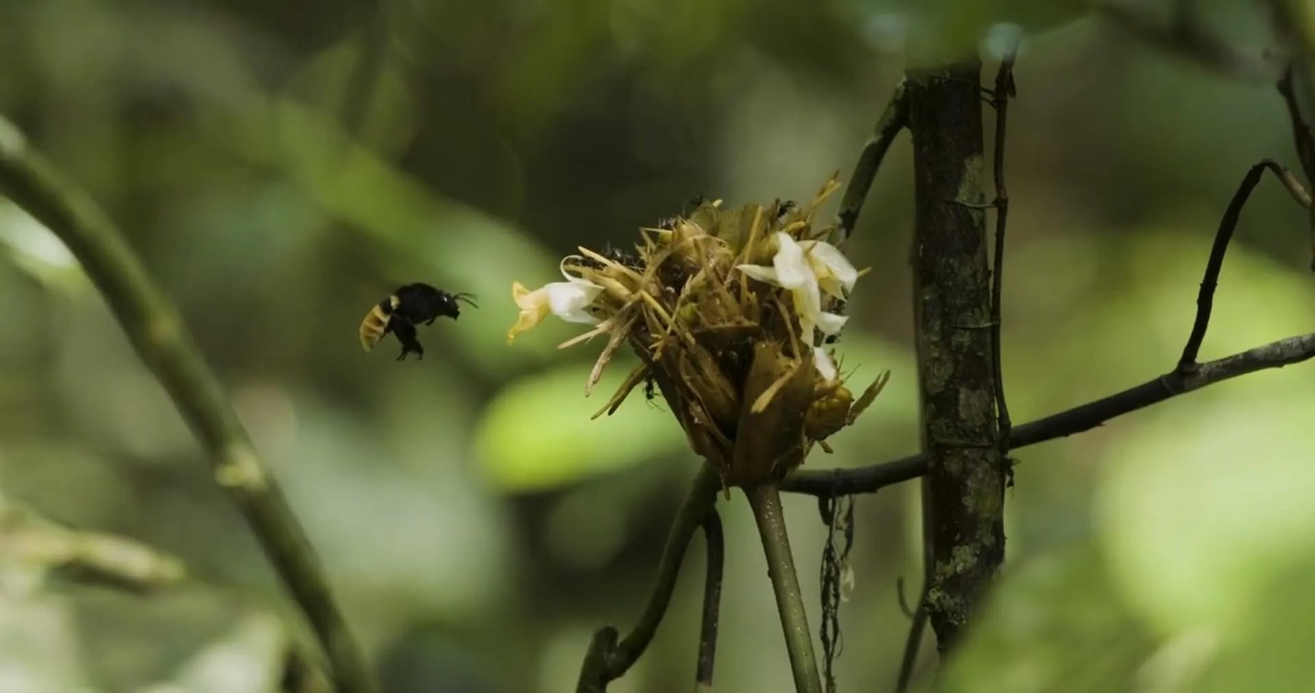 This image shows a bee flying towards a flower.jpg